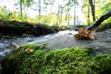 moss on stone with river