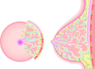 乳房　構造　イラスト