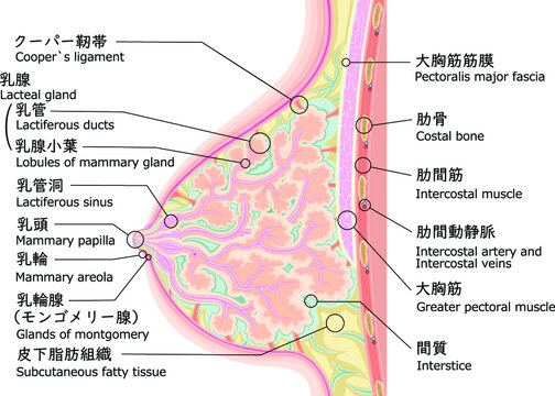 乳房　構造　イラスト　英語　日本語