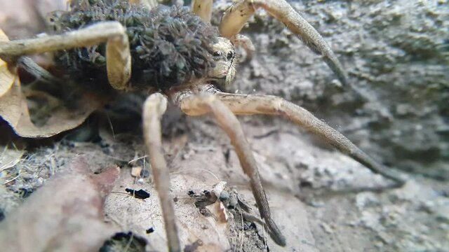 A female wolf spider carries thousands of cubs on her back. Selective focus on the spider's head. Insects and animals.