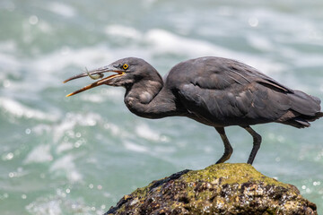 Pacific reef heron tricky to eat along the rocks along the sea. 