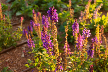 Obraz premium Blue marvel, Salvia nemorosa