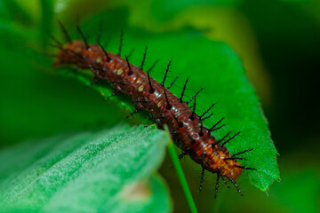 thorns on the leaves.
The caterpillar is a metamorphosis of the butterfly