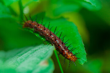 thorns on the leaves.
The caterpillar is a metamorphosis of the butterfly