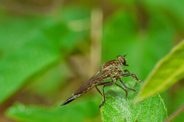 robber fly is waiting for prey.
robber fly on a leaf waiting for prey