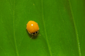 Seven -spotted ladybugs perch on flowers in search of food