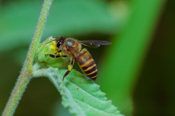 honey-producing wasps. the bee wasp looking for nectar in the flower in the morning