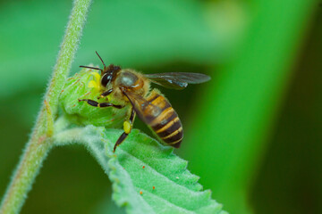 honey-producing wasps. the bee wasp looking for nectar in the flower in the morning