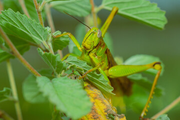 grasshopper on leaves. yellow green grasshopper on a leaf in the morning