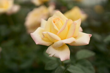 黄色いバラ