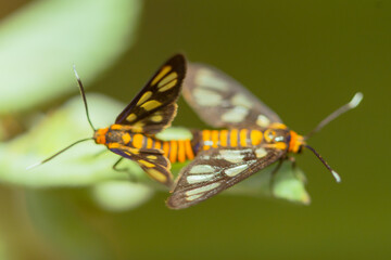 Clearwing Butterflies (Moths) Moths Mating Morning Flying Moths