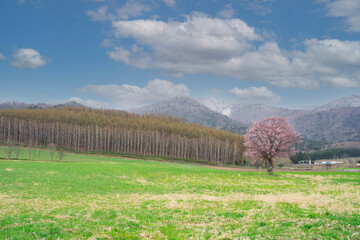 富良野の一本桜