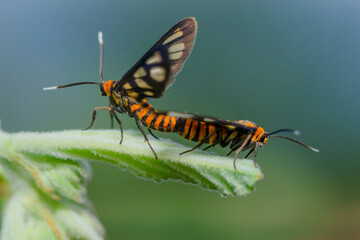 Clearwing Butterflies (Moths) Moths Mating Morning Flying Moths