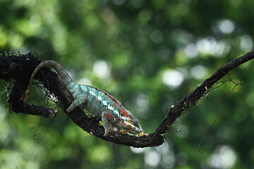 A chameleon is perched on a tree branch looking for food