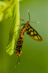 Clearwing Butterflies (Moths) Moths Mating Morning Flying Moths
