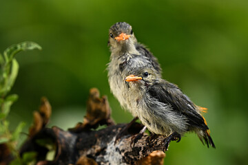 red winged blackbird