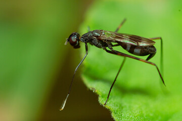 Black Stage Flies (Micropezidae) on green leaves in the morning drinking dew