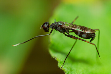 Black Stage Flies (Micropezidae) on green leaves in the morning drinking dew