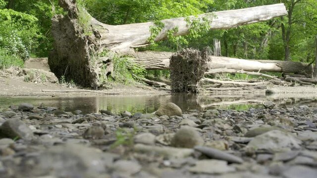 Fallen tree near river