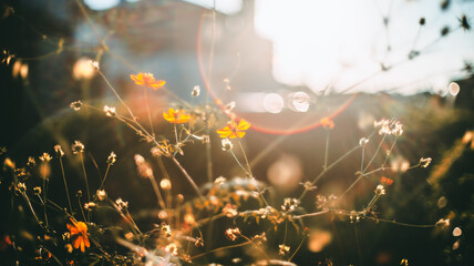 夕日に照らされる花々