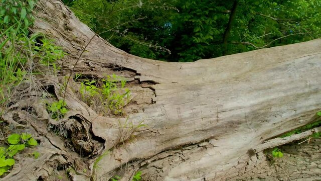 Downed tree on the river