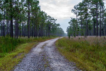 Road through Longleaf Pine Savanna