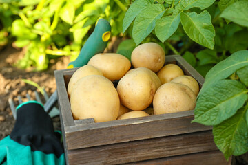 Wooden box with raw gathered potatoes in field, closeup