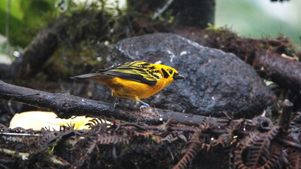 Golden tanager (Tangara arthus) in Mindo, Ecuador