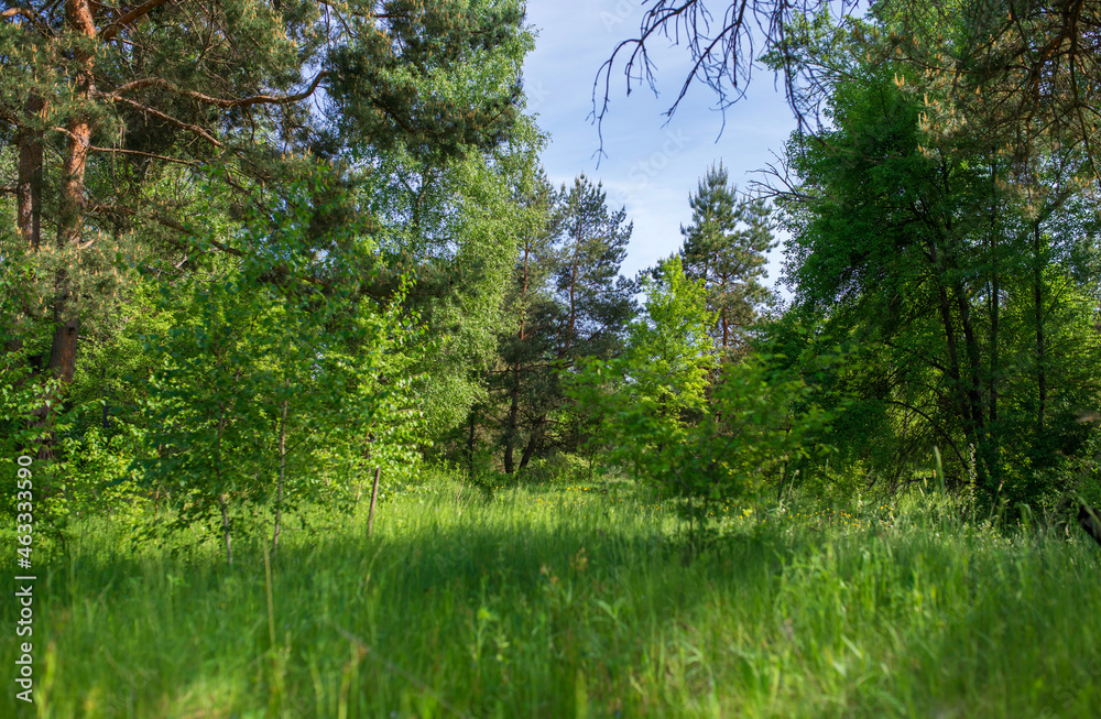 Poster Wide lawns and ornamental trees and green forests.