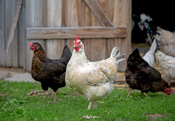 Hens feeding with corns in the hen house. Farm business with group of chicken. White hen in chicken coop. Chicken in hen house eating food