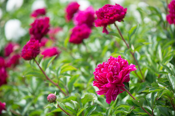 Fototapeta premium Pink flowers peonies flowering on background pink peonies. Peonies garden.