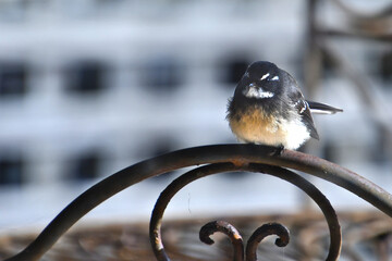 A grey fantail, a small insectivorous bird of the Australian bush land, know for fanning its tail. photographed in Wonthaggi in Southern Gisspland on the Bass Coast in Australia.