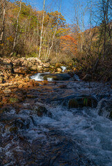 autumn forest stream