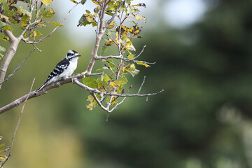 Beautiful Downy Woodpecker perched on a branch