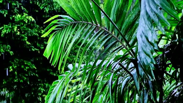 Monsoon rain in tropical jungle in Southeast Asia at Koh Chang island in Thailand