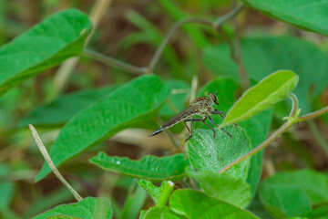 robber fly is waiting for prey.
robber fly on a leaf waiting for prey