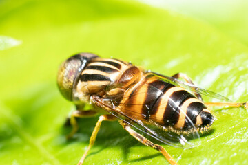 bee on a leaf