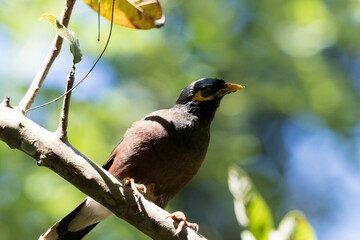 Closeup of a Myna Bird on the branch of a tree.