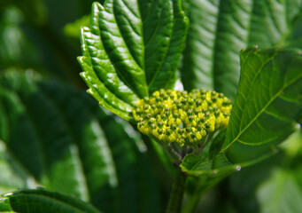 初夏の新緑とアジサイの蕾