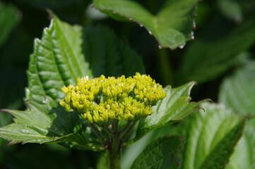 初夏の新緑とアジサイの蕾