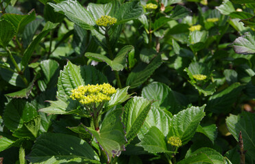 初夏の新緑とアジサイの蕾