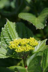 初夏の新緑とアジサイの蕾