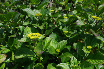 初夏の新緑とアジサイの蕾