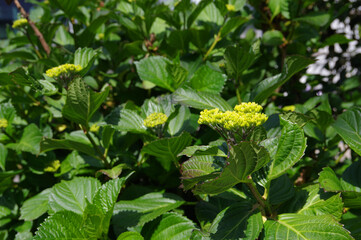 初夏の新緑とアジサイの蕾