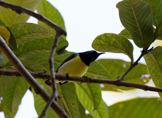Closeup of a  Bird on the branch of a tree.