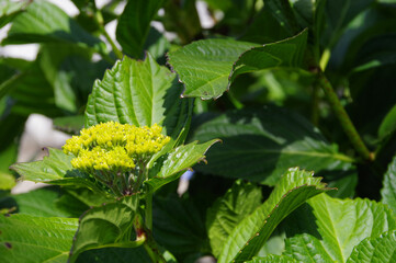 初夏の新緑とアジサイの蕾