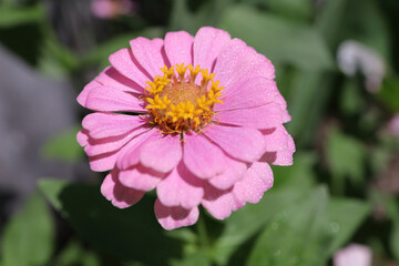 Pink zinnia flowers in the garden
