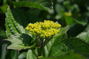 初夏の新緑とアジサイの蕾