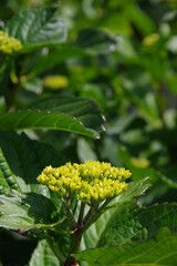 初夏の新緑とアジサイの蕾