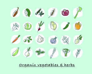 24 kinds of organic colorful vegetables and herbs, round white shapes make the subject matter stand out, mint green background, minimalist style hand drawn vector isolation layer.